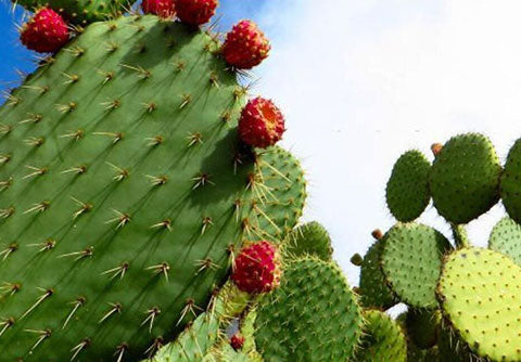Why Cactus Is Becoming the New Hyaluronic Acid in Skincare