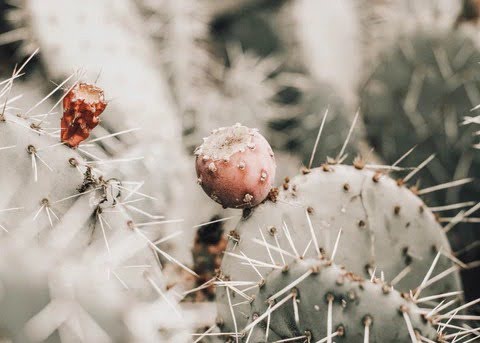Why Cactus Skincare Is Becoming So Popular Today