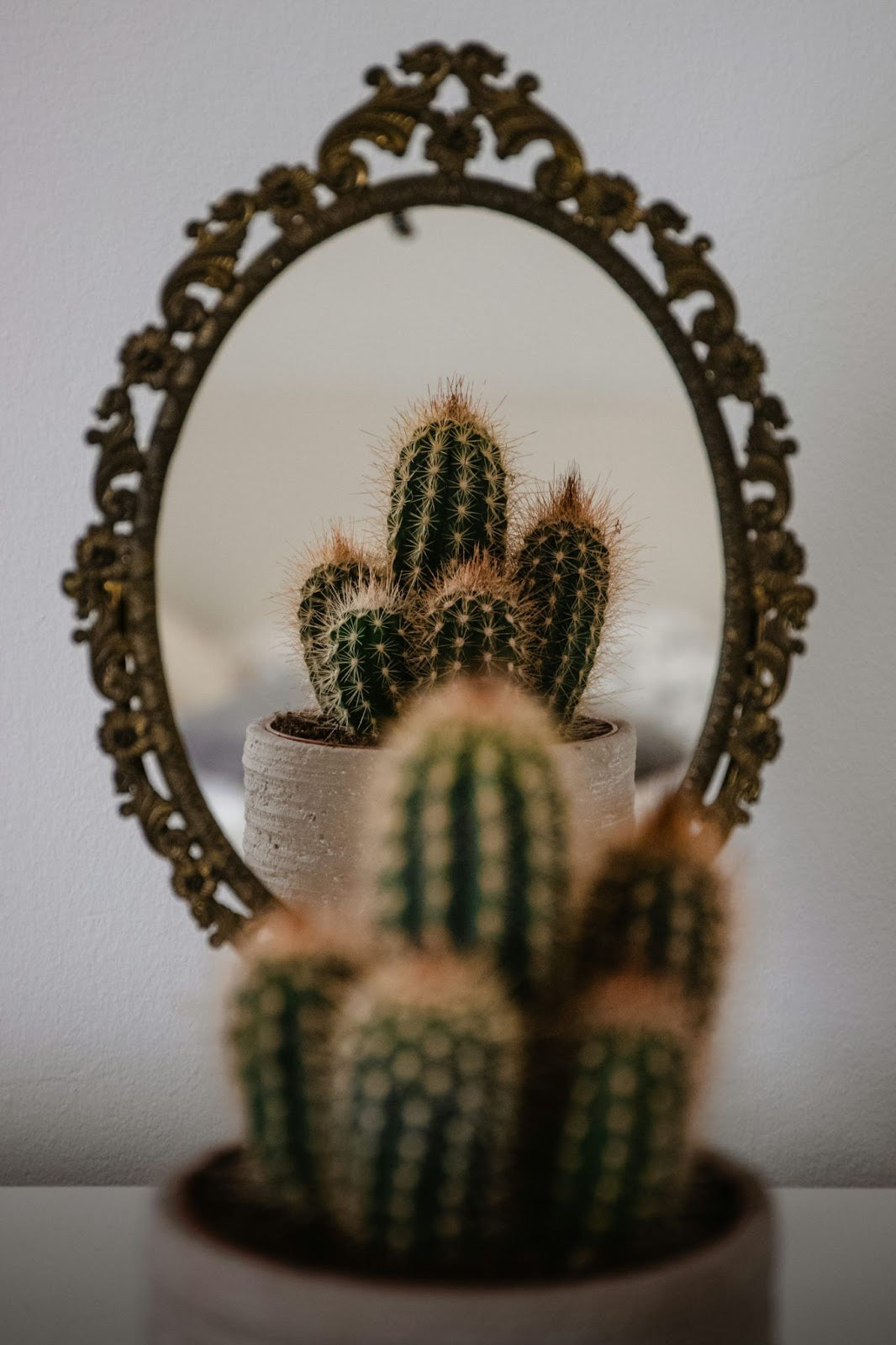 Cactus vs. Hyaluronic Acid: What's Better for Your Skin?